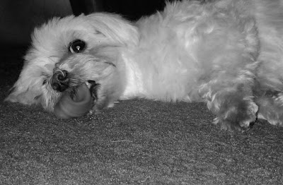 B&W photo of Lexi the Maltese 